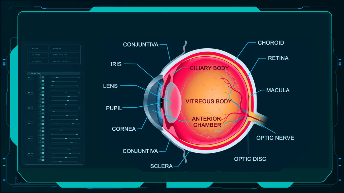 Diagrama anatômico organizado como material acadêmico